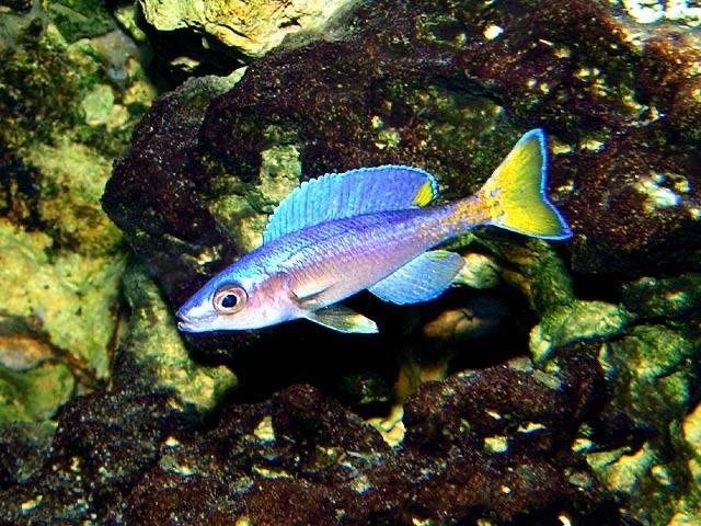 Cyprichromis leptosoma 'Malasa'